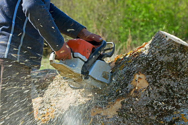 Dead Tree Removal in Brookneal, VA